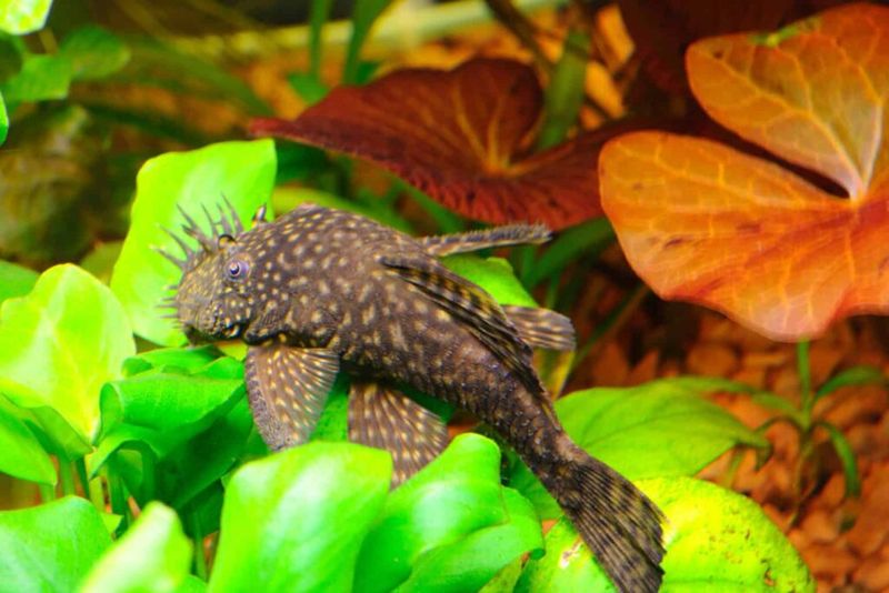 Bristlenose Pleco