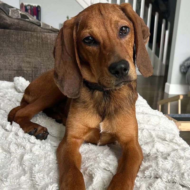 Coonhound