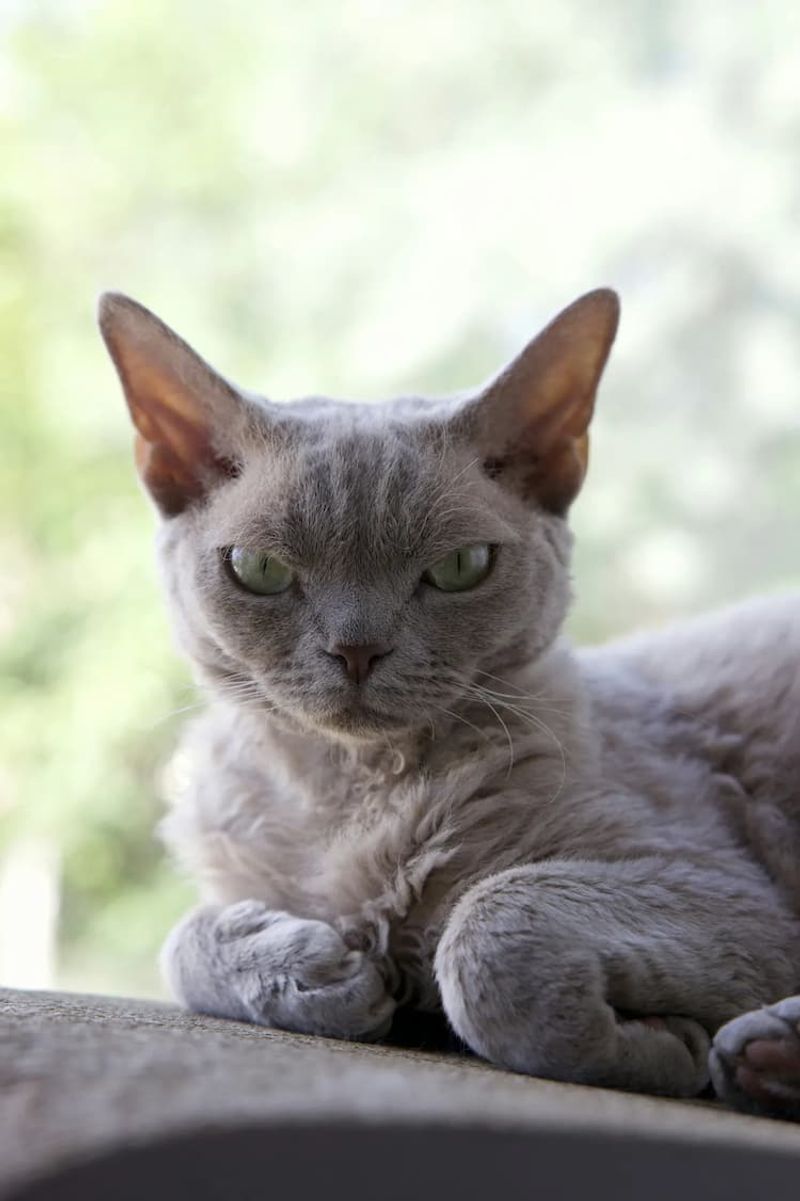 Devon Rex