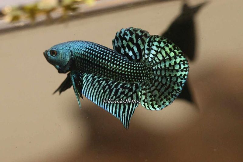 Betta Fish