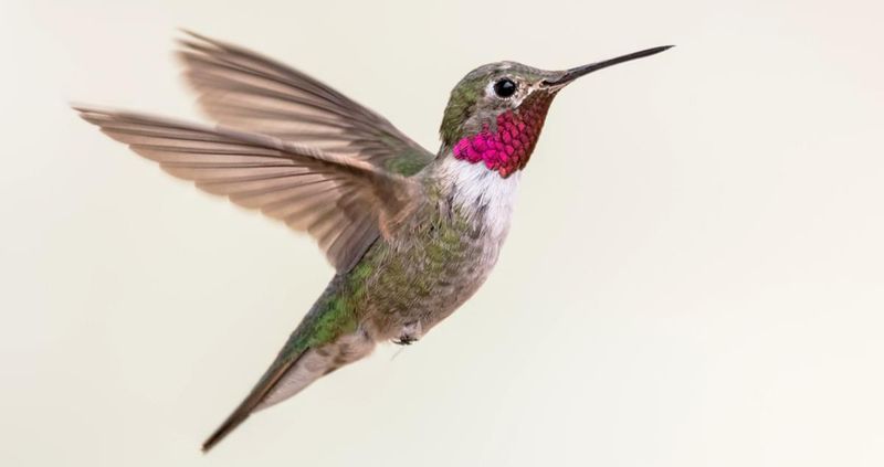 Broad-Tailed Hummingbird