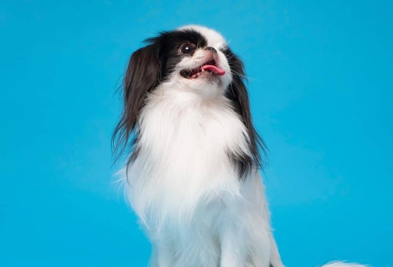 Japanese Chin