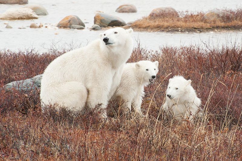 Seals And Bears