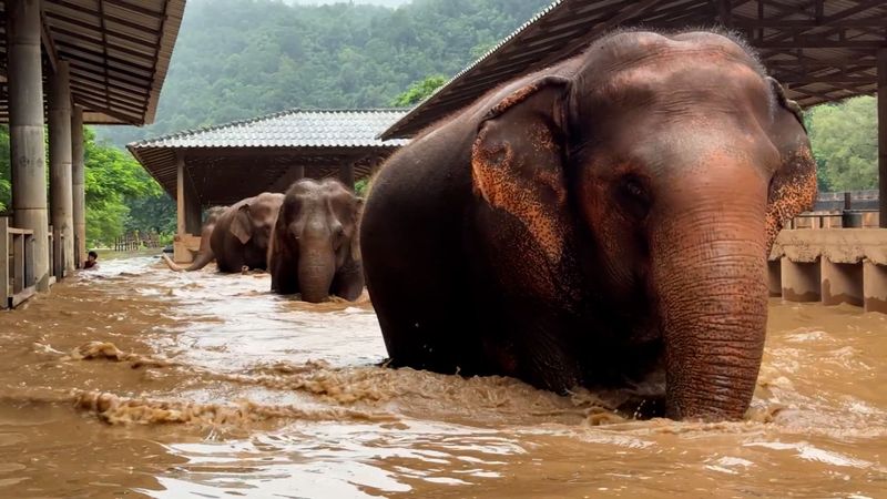 Elephants Fleeing To Higher Ground
