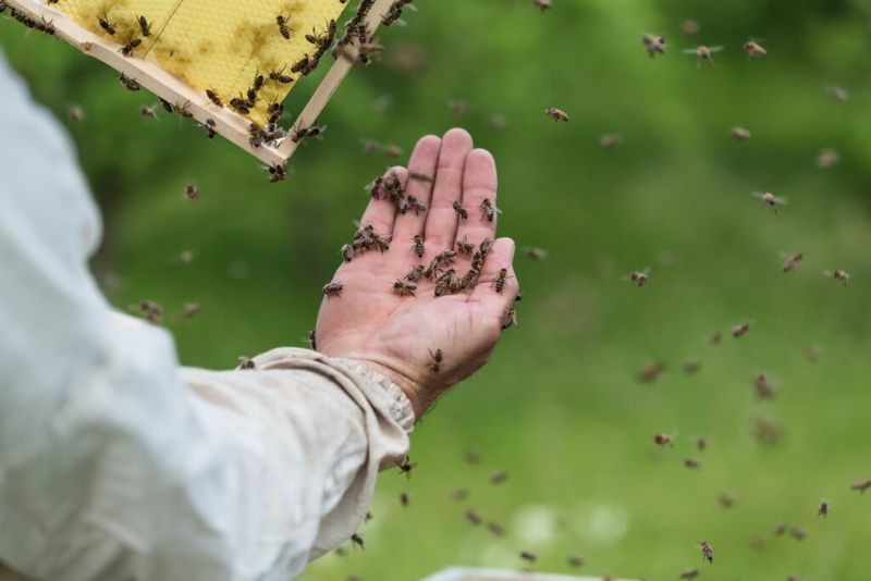 Bees: Buzzing With Emotion