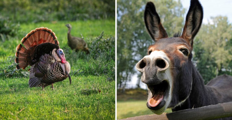 Coyotes Hate These 12 Animals That Might Be in Your Yard Right Now