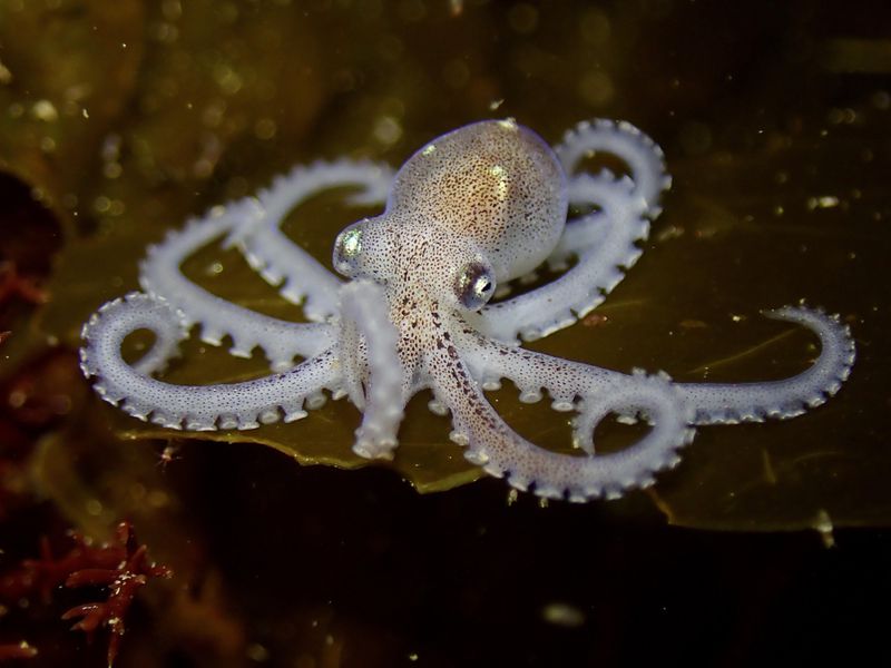 Octopus