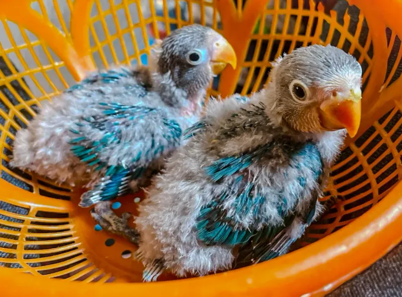 Budgie Babies With Alien Charm