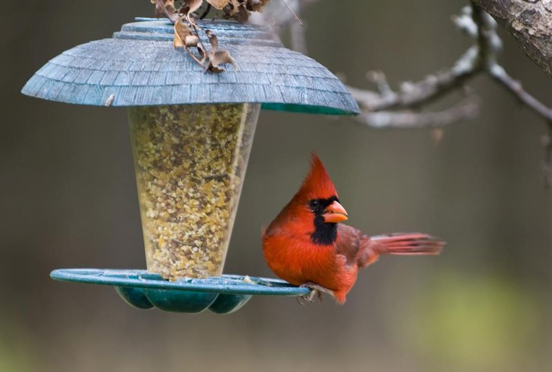 Create A Cardinal-Friendly Environment