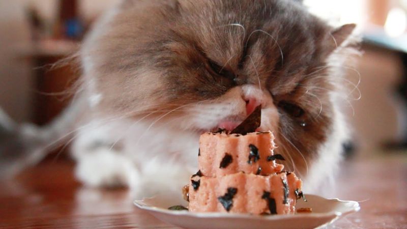 Serve Gourmet Meals