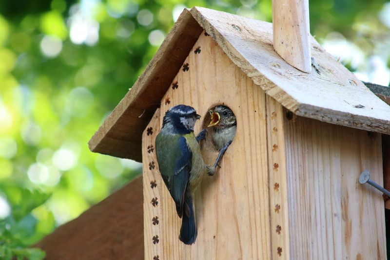 Install Nest Boxes