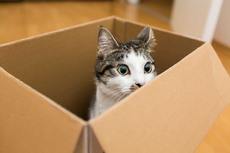 Set Up Cardboard Sanctuaries