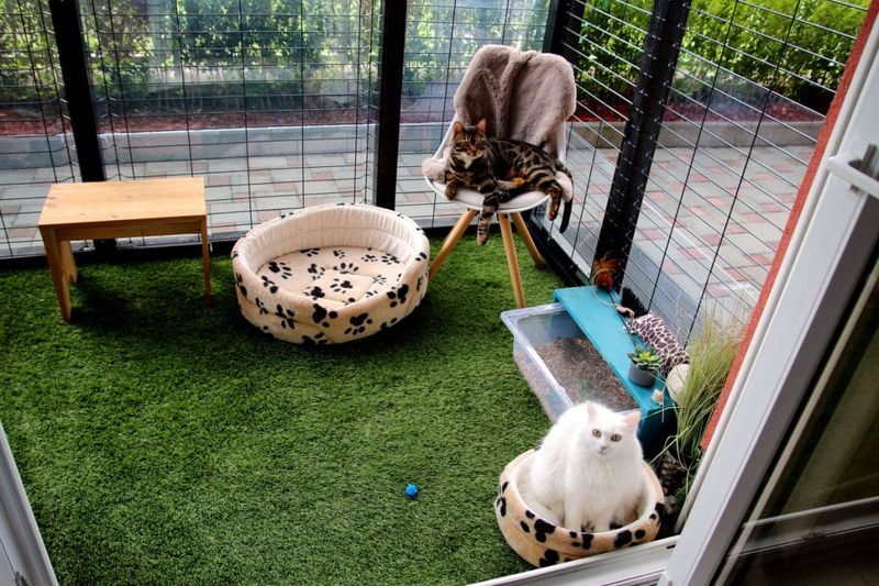 Install Cat-Friendly Flooring