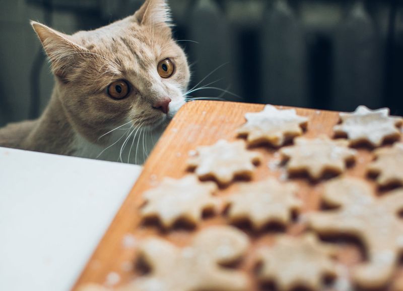 Use Treat Trails For Gentle Exploration
