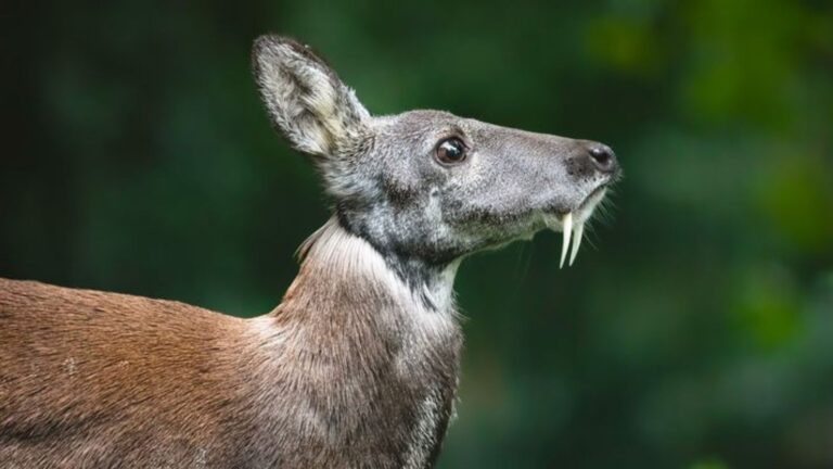 Creepy Or Cute? 17 Facts About The Fanged Siberian Musk Deer