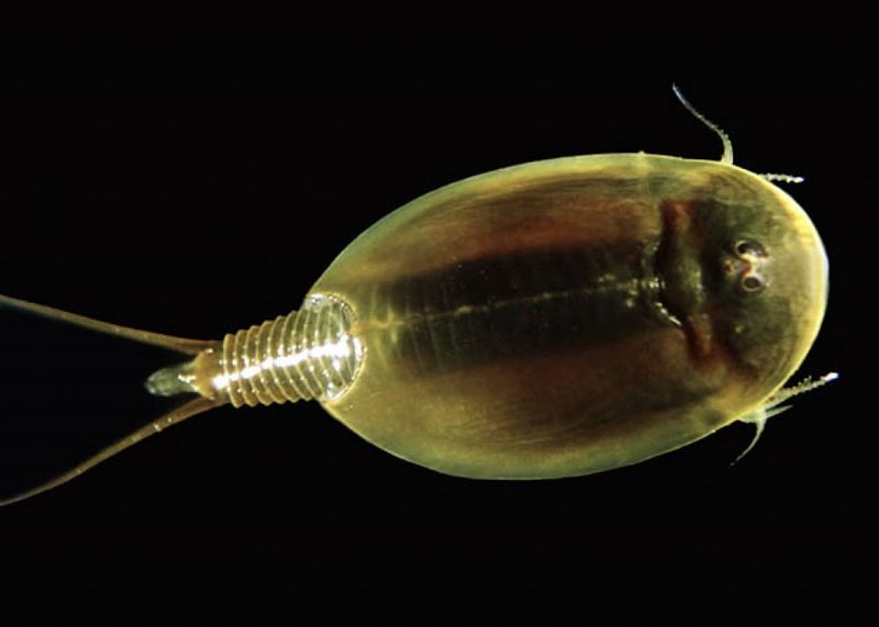Horseshoe Shrimp