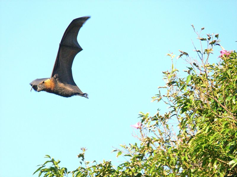 Bats And Primates
