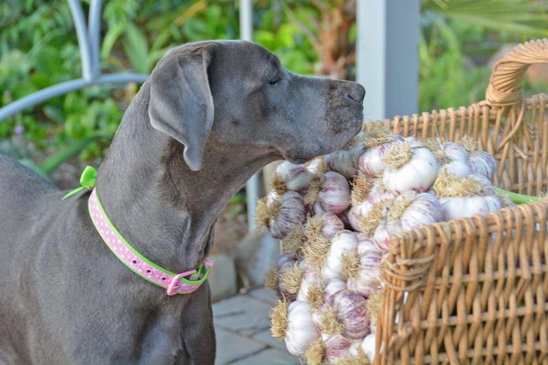Garlic