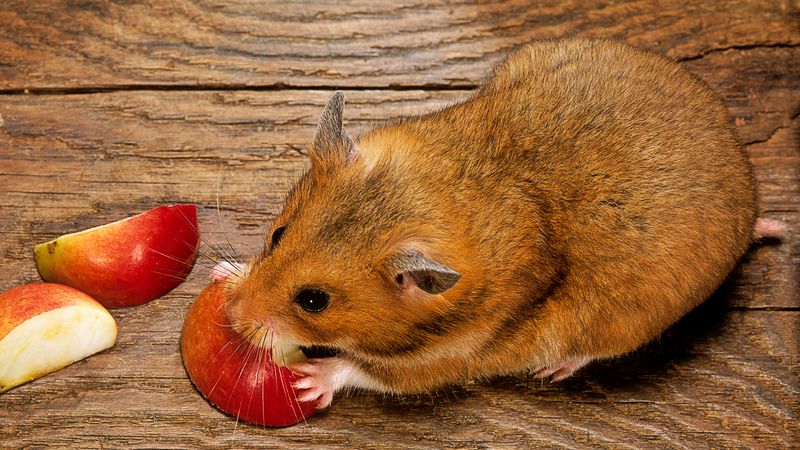 Apple Joy