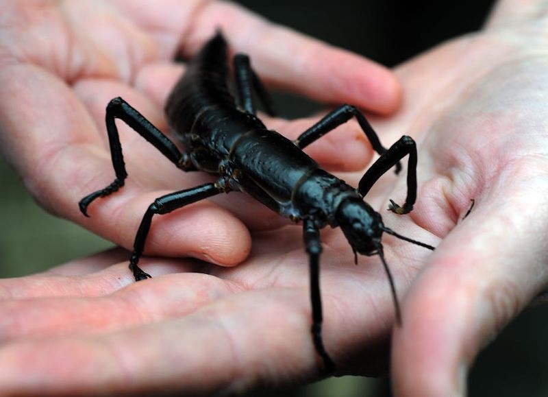 Lord Howe Island Stick Insect