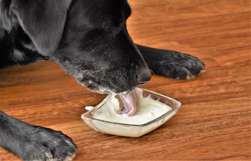 Plain Yogurt