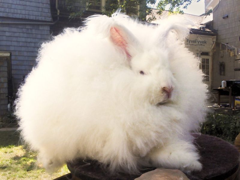 The Velveteen Giant: Giant Angoras