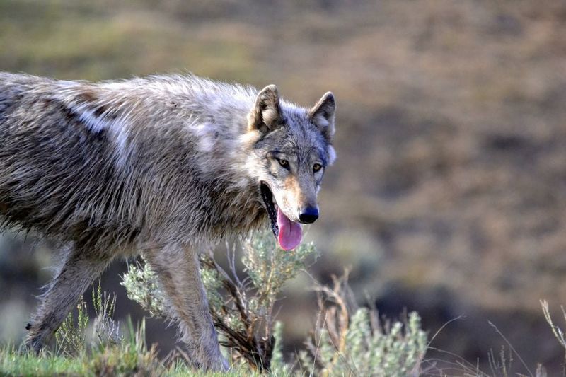 Rewilding Success