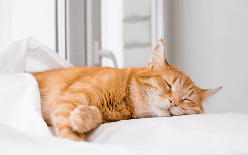 Nap Enthusiasts