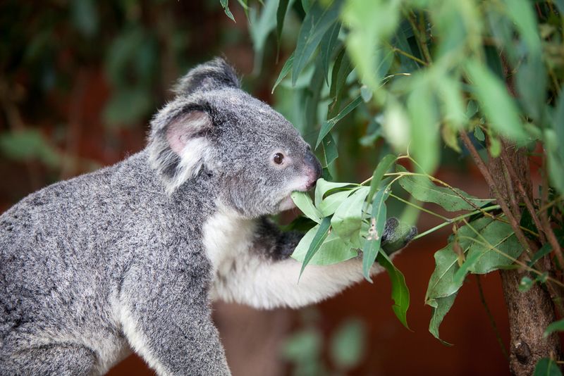 Leisurely Eating Eucalyptus Leaves