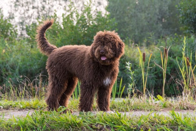 Barbet: The Bearded Water Dog