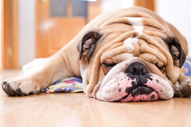 Bulldog