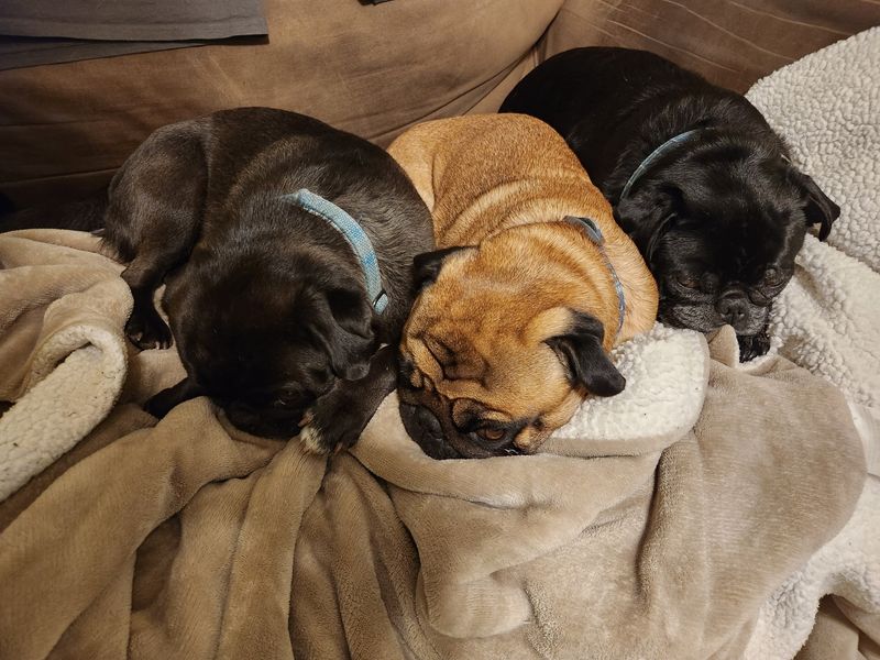 Pug