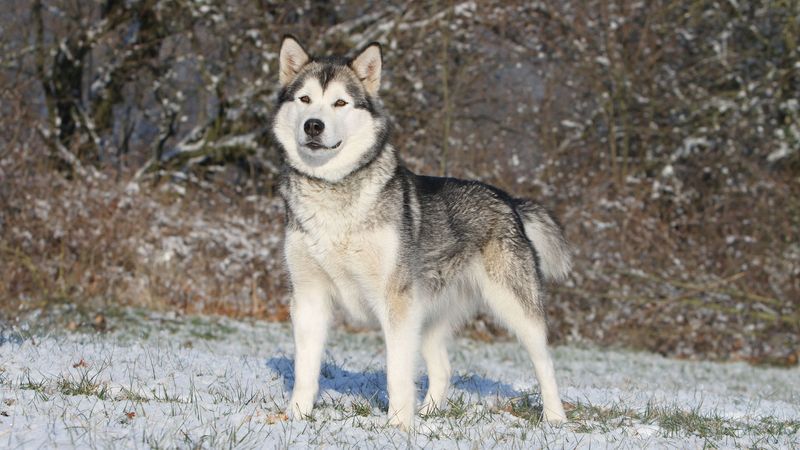 Alaskan Malamute