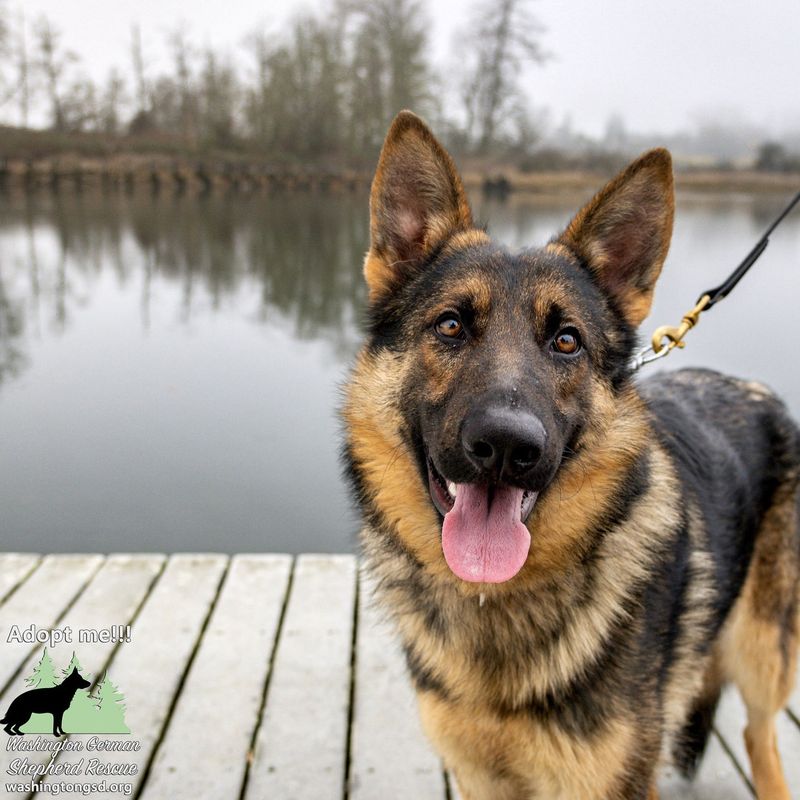 German Shepherd