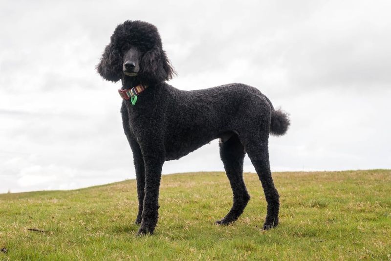 Poodle