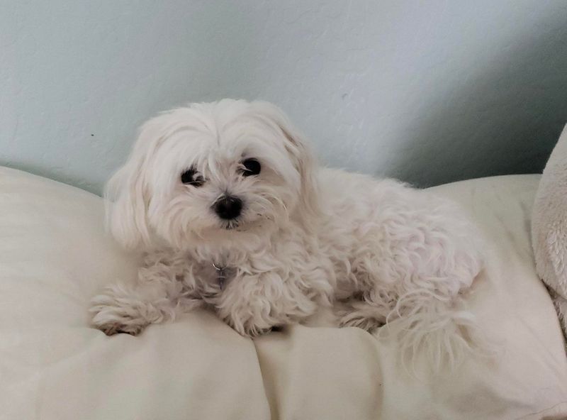 Maltese