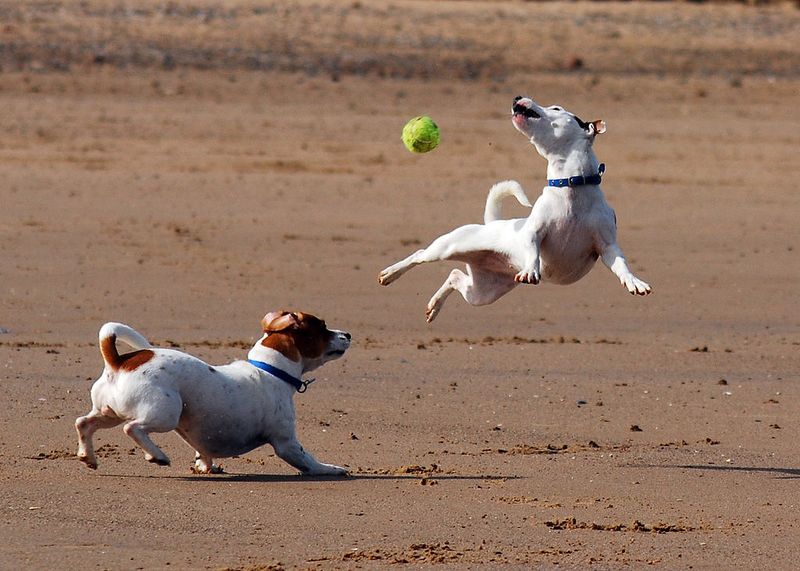 Jack Russell Terrier
