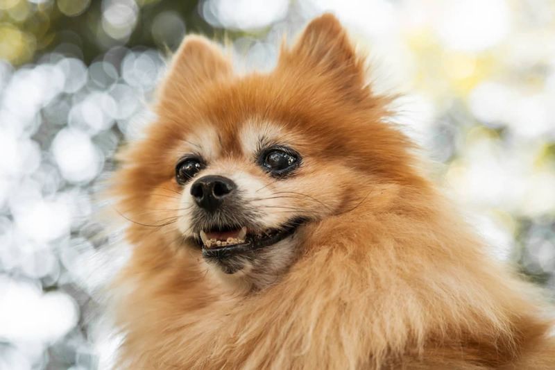 Pomeranian