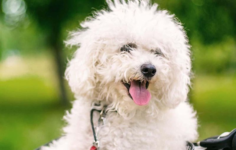Bichon Frisé