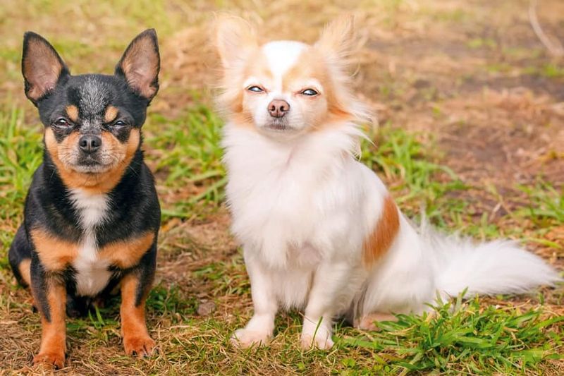 Chihuahua