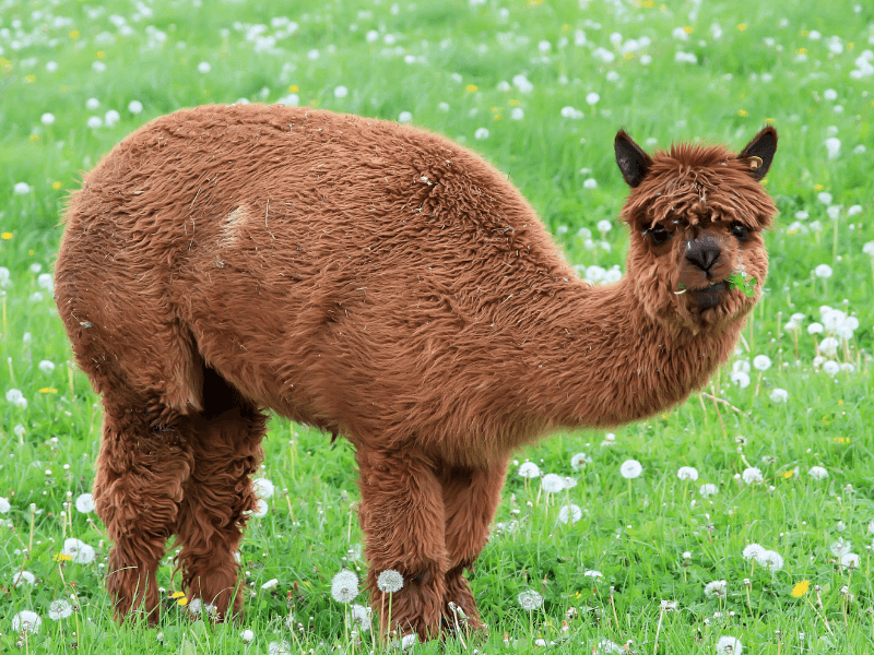 Alpacas