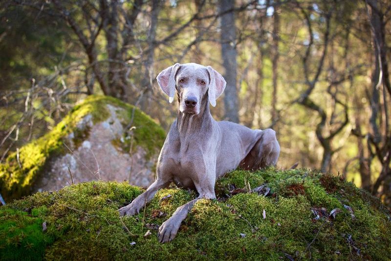 Weimaraner