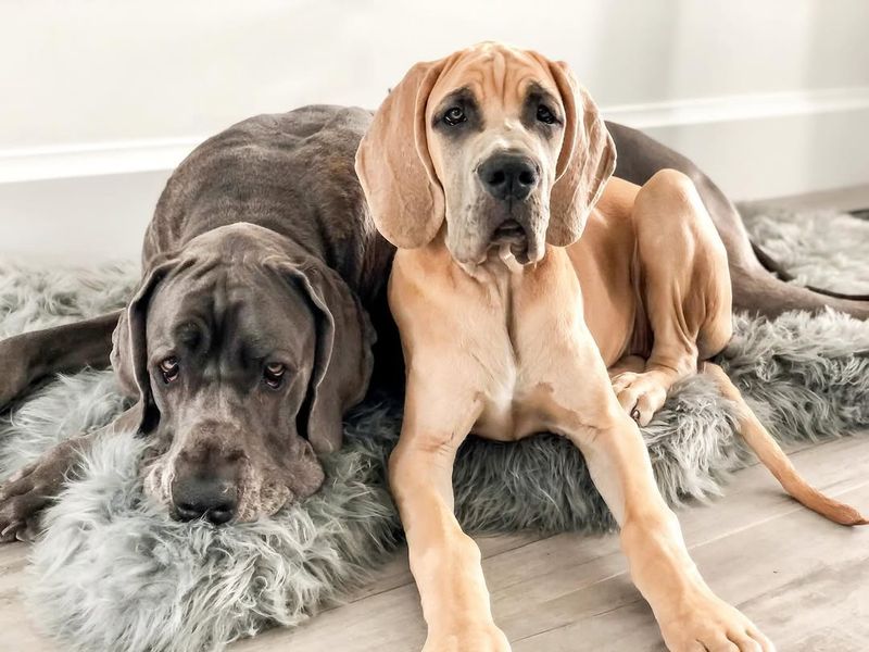 Great Dane