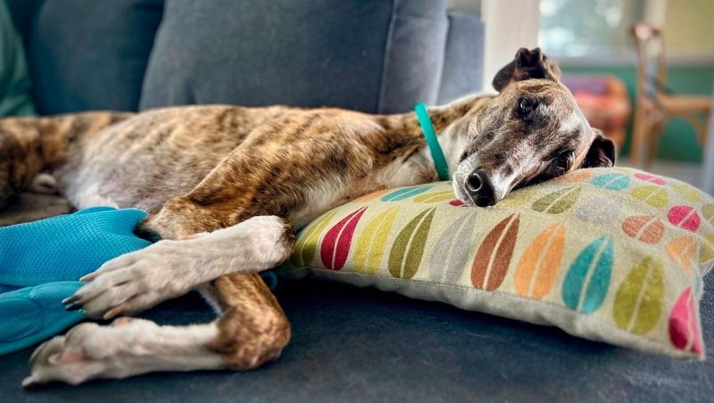 Greyhounds: Couch Potatoes In Sprinter's Bodies