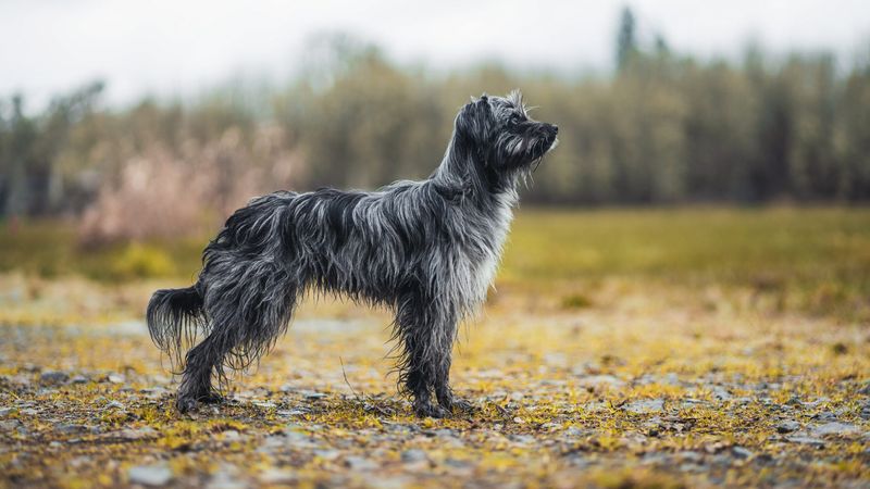 Pyrenean Shepherd: The Tireless Mountain Herder