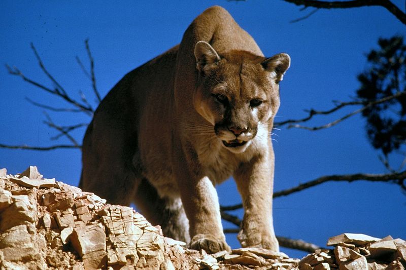 Spotted Predators: Mountain Lions