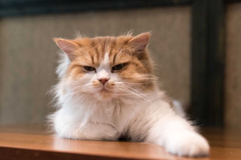 Changes In Grooming