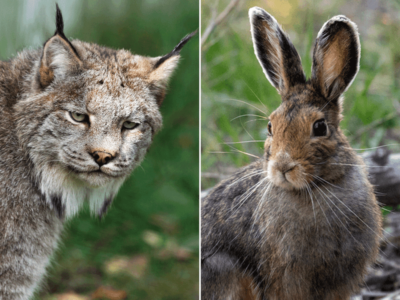 Why The Snowshoe Hare Matters So Much