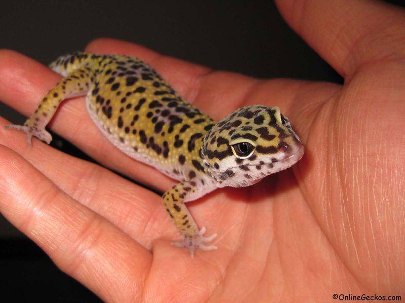 Leopard Gecko