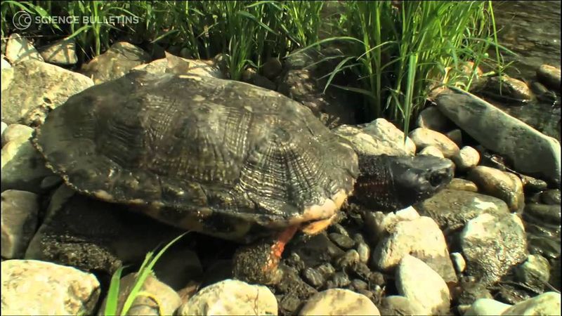 Connecticut: Suburban Wildlife Letdown